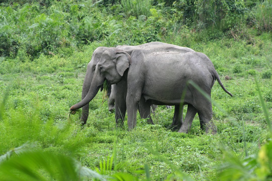 Wild Asiatic Elephants