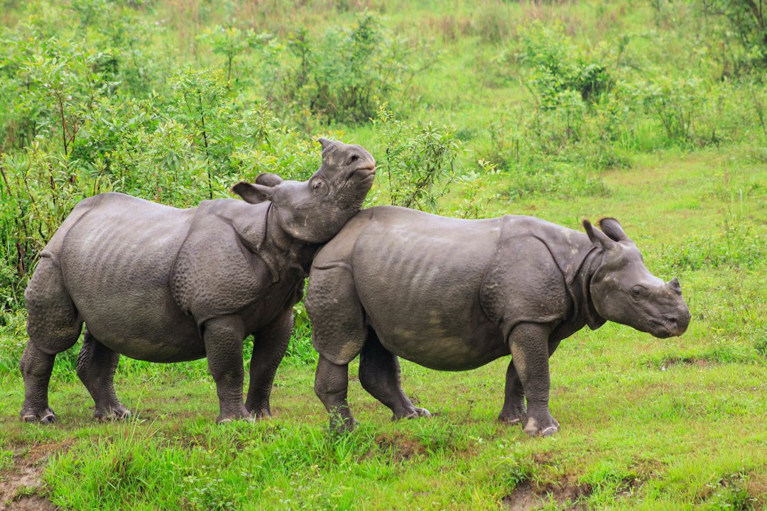 One-horned Rhinos in Kaziranga National Park