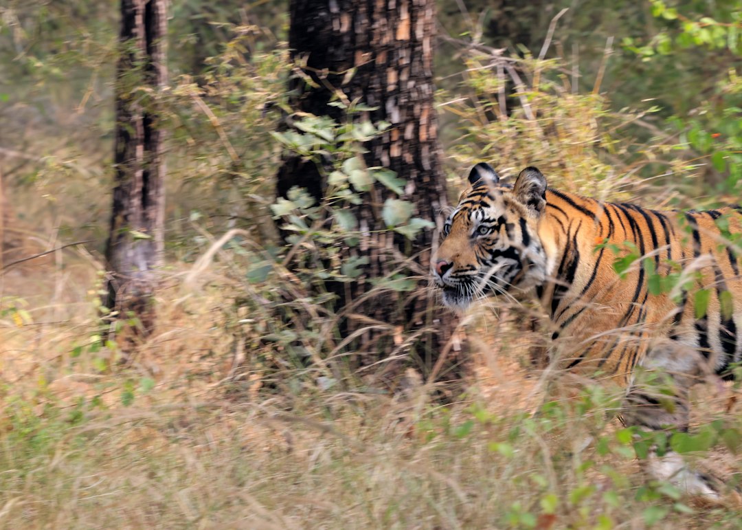 Royal Bengal Tiger