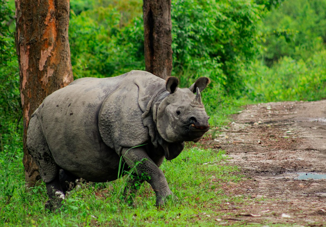 Rhino on safari route