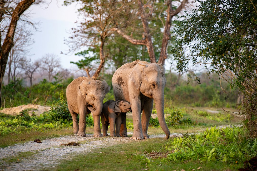Elephant family