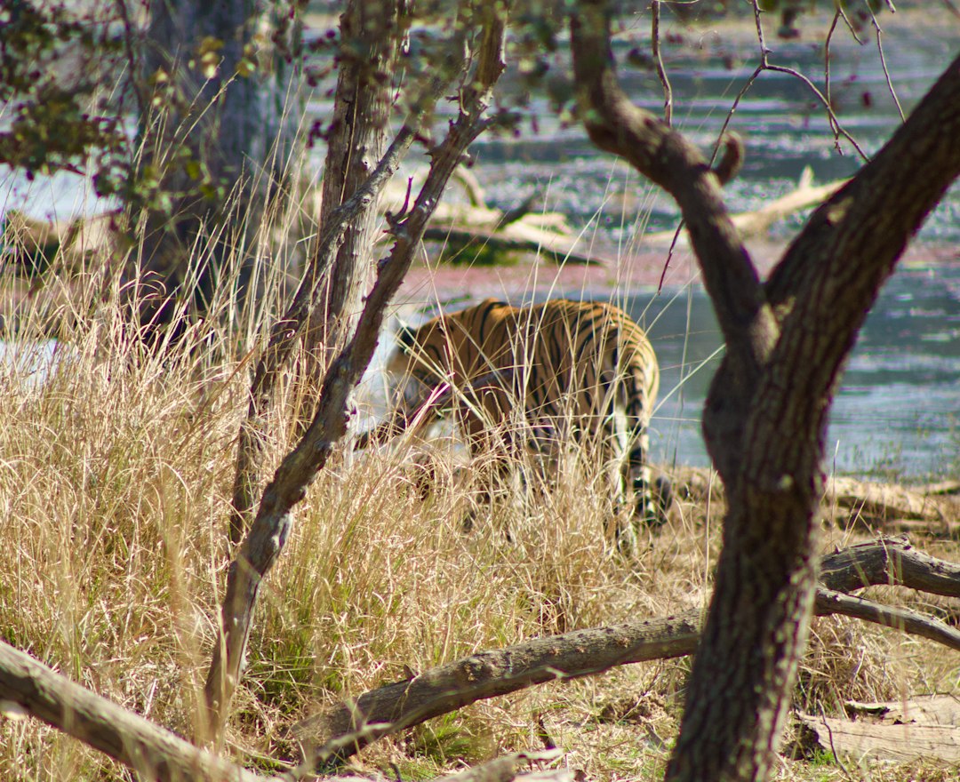 Royal Bengal Tiger
