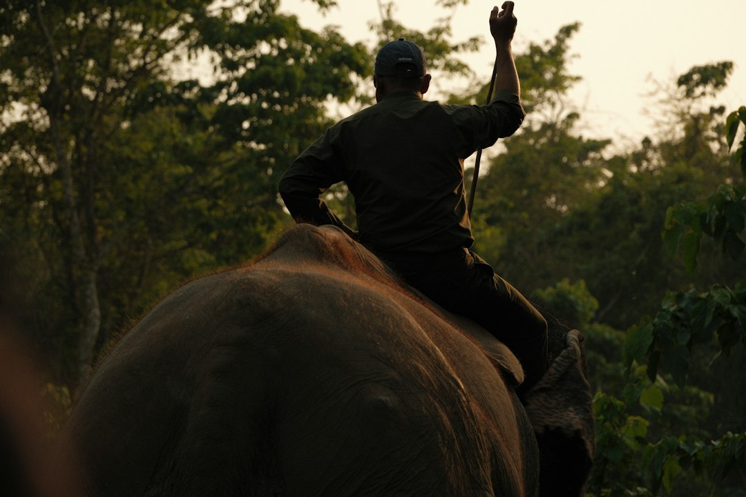 Dawn Elephant Ride