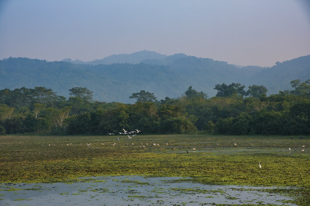 Wetland birdlife