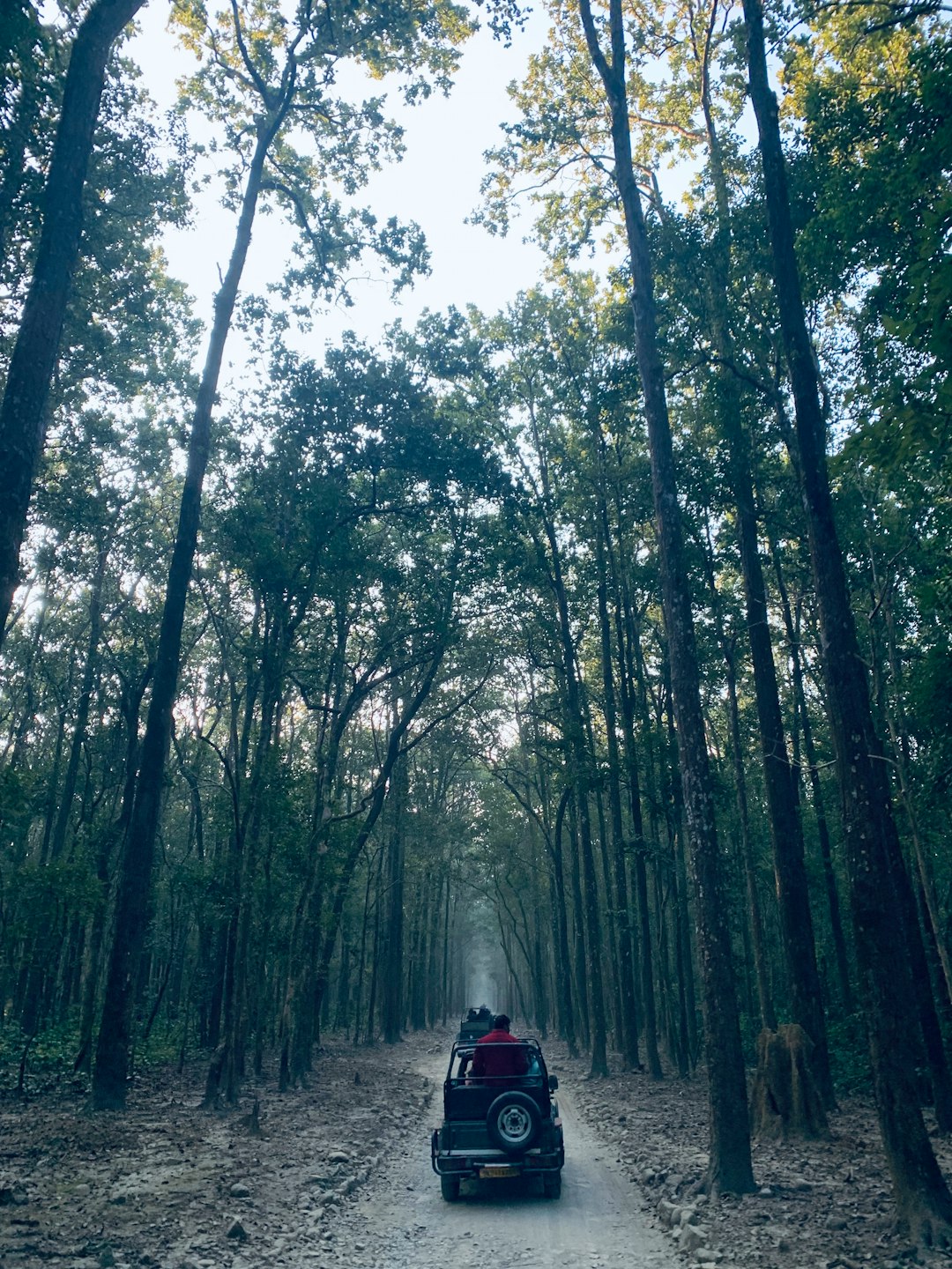Hilly jungle trail